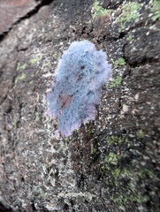 Punctularia atropurpurascens