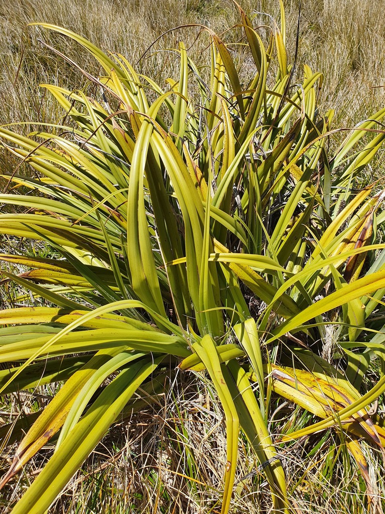 Astelia skottsbergii