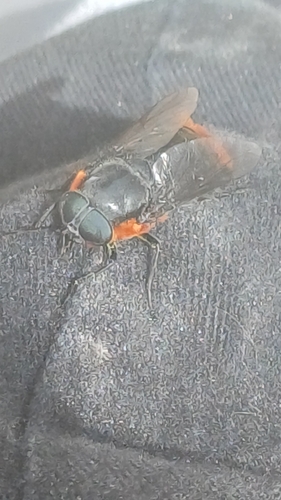 Osca lata photo 4
