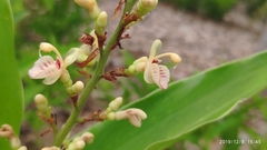 Alpinia conchigera