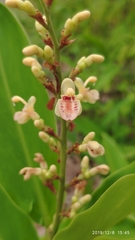 Alpinia conchigera