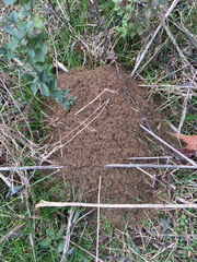 Solenopsis saevissima