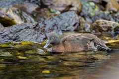 Campbell Teal photo 3