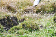 Gallinago nobilis