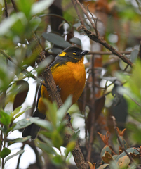 Anisognathus lacrymosus