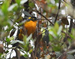 Anisognathus lacrymosus