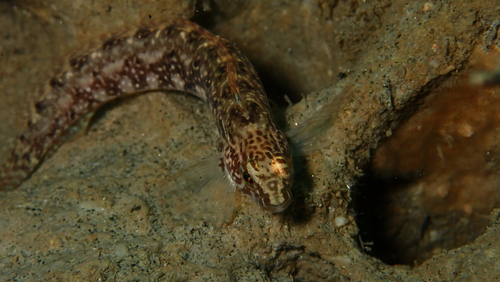 Gestreepte ronquil (Rathbunella hypoplecta) — Bathymasteridae — 4