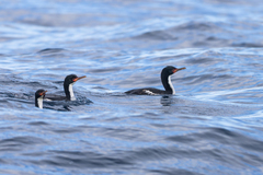Bounty Shag photo 4