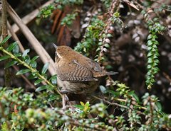 Troglodytes solstitialis