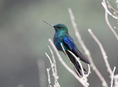 Pterophanes cyanopterus