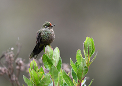 Chalcostigma herrani