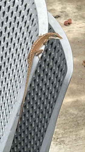 Anole