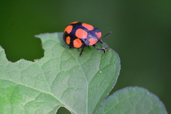 Botanochara octoplagiata