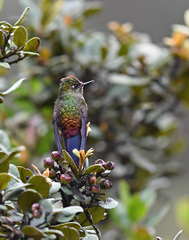 Chalcostigma herrani