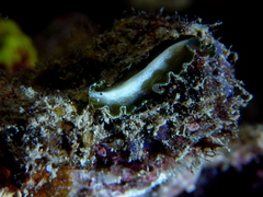 Pseudobiceros flowersi