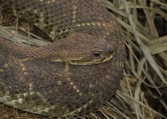 Crotalus durissus
