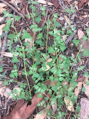 Chenopodium trigonon stellulatum