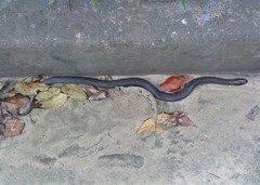 Helicops infrataeniatus