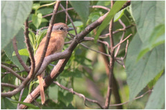 Pachyramphus castaneus