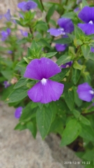 Achetaria azurea