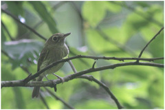 Hemitriccus orbitatus