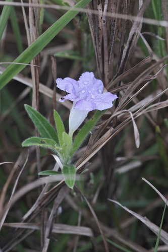 Ruellia geminiflora, photograph 4
