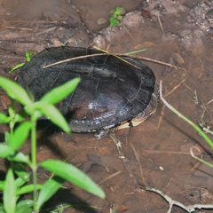 Acanthochelys pallidipectoris