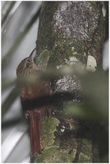 Xiphorhynchus fuscus