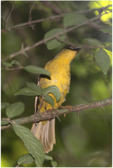 Orthogonys chloricterus