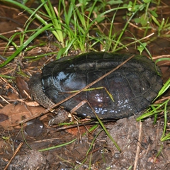 Acanthochelys pallidipectoris