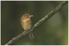 Platyrinchus leucoryphus