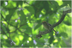 Thamnophilus ambiguus