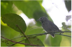 Myrmotherula unicolor