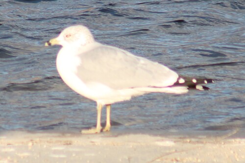 Ring-billed Gull photographed in Idaho