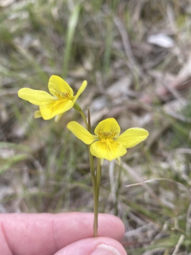 golden cowslips (Diuris behrii)
