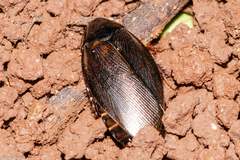Pycnoscelus surinamensis