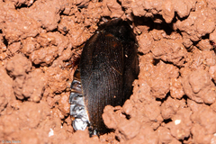 Pycnoscelus surinamensis