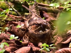 Nyctidromus albicollis