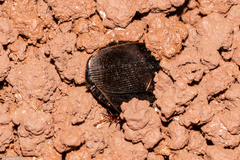 Pycnoscelus surinamensis