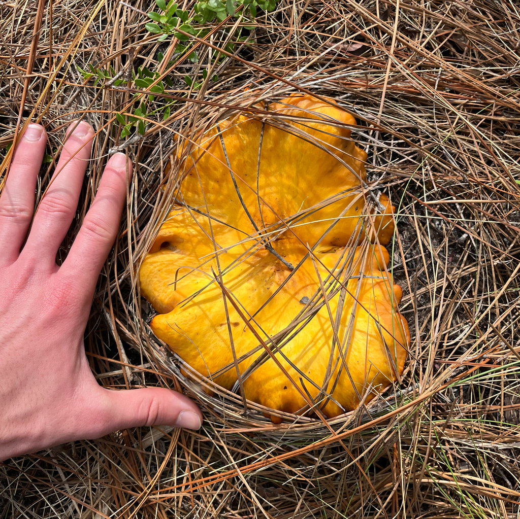 Omphalotus subilludens · December 2025 · photo: © naturedom12 (iNaturalist, cc0)