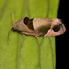 Sorolopha