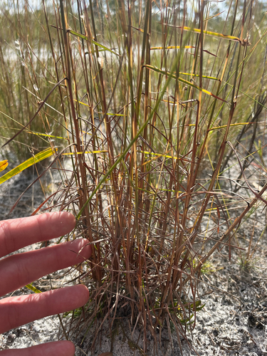 Pinescrub Bluestem (Schizachyrium niveum)