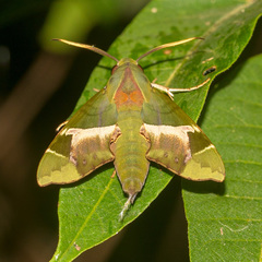 Angonyx papuana