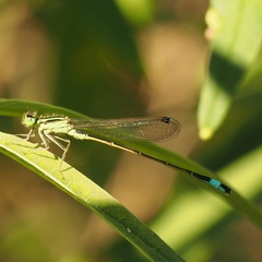 Ischnura genei