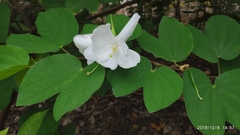 Bauhinia acuminata