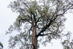 Eucalyptus globoidea