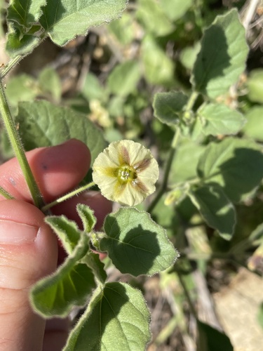 ivyleaf groundcherry (Physalis hederifolia)