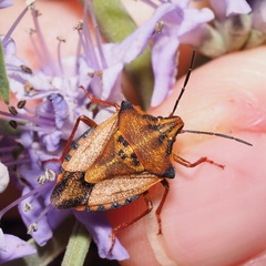 Carpocoris mediterraneus