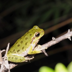 Hyla sarda