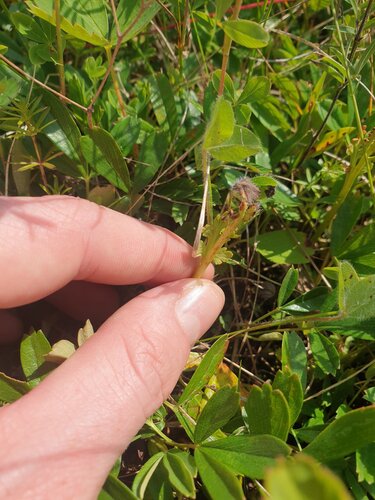 matricary grapefern (Botrychium matricariifolium)